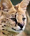 6ServaL9