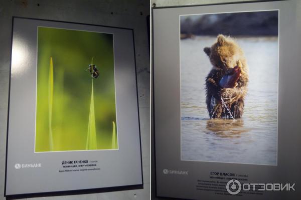 Фотовыставка журнала National Geographic Дикая природа России - Номинация ЭНЕРГИЯ ЖИЗНИ - Будни Майского жука, Денис ГАНЕНКО, Курск, Моя первая рыбка, Егор ВЛАСОВ, Москва