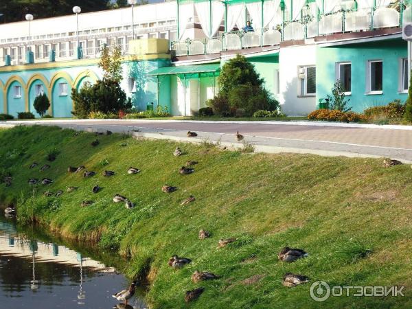 Санаторий Белорусочка (Беларусь, Ждановичи) фото