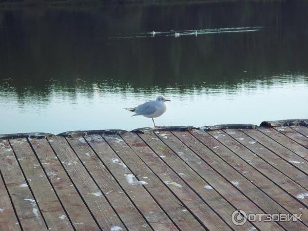 Санаторий Белорусочка (Беларусь, Ждановичи) фото