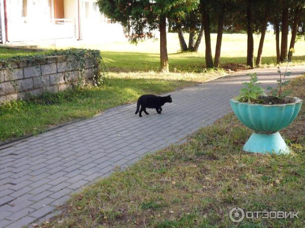 Санаторий Белорусочка (Беларусь, Ждановичи) фото