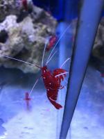 Океанариум "Морской аквариум на Чистых прудах" (Россия, Москва) фото