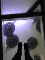 Океанариум "Морской аквариум на Чистых прудах" (Россия, Москва) фото