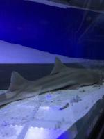 Океанариум "Морской аквариум на Чистых прудах" (Россия, Москва) фото