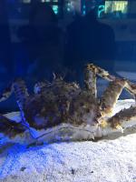 Океанариум "Морской аквариум на Чистых прудах" (Россия, Москва) фото