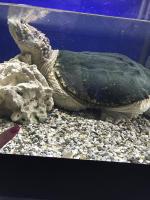 Океанариум "Морской аквариум на Чистых прудах" (Россия, Москва) фото