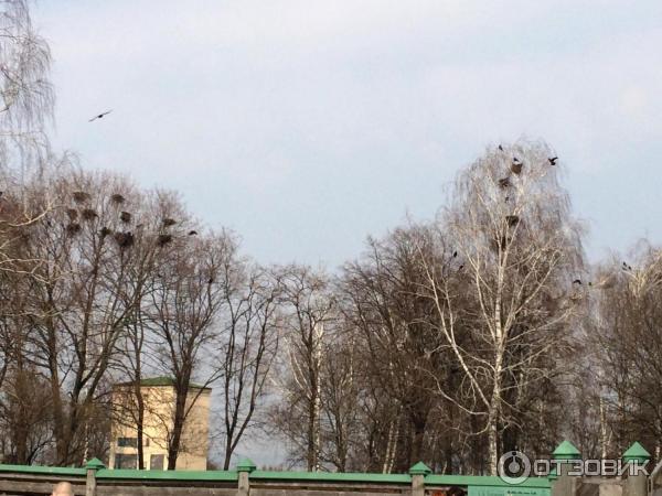 Музей Усадьба Есениных (Россия, Рязанская область, село Константиново) фото