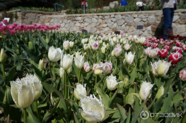 Выставка тюльпанов в Никитском Ботаническом саду (Россия, Ялта) фото