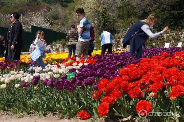 Выставка тюльпанов в Никитском Ботаническом саду (Россия, Ялта) фото