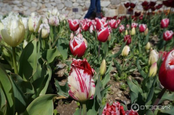 Выставка тюльпанов в Никитском Ботаническом саду (Россия, Ялта) фото