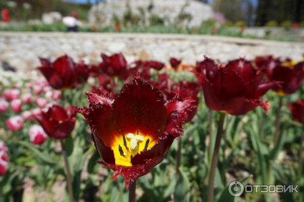 Выставка тюльпанов в Никитском Ботаническом саду (Россия, Ялта) фото