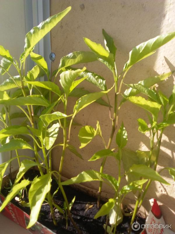 Перец острый Седек Магма