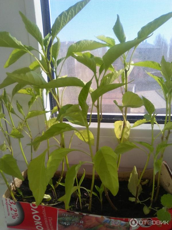 Перец острый Седек Магма