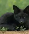 dlek fox