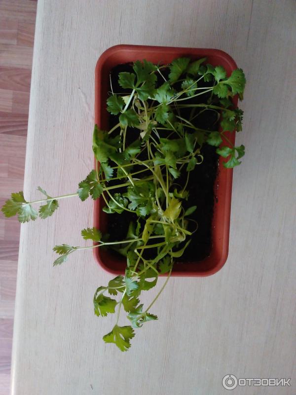 Почвенный грунт универсальный ООО НПП Альянс фото