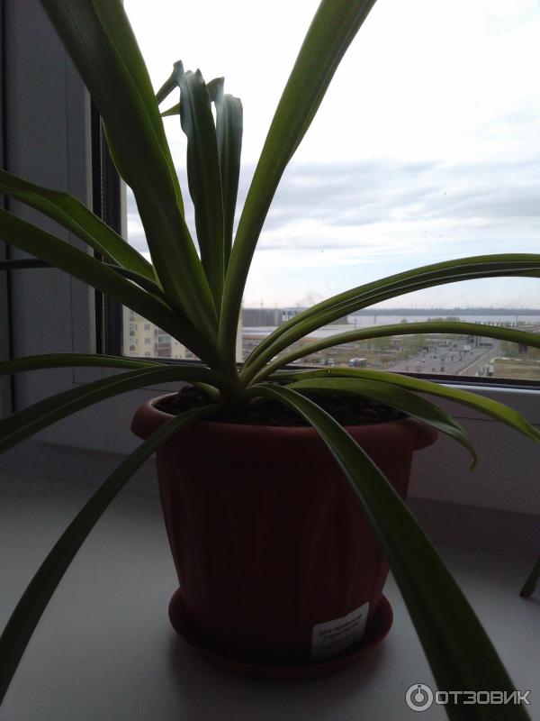 Почвенный грунт универсальный ООО НПП Альянс фото