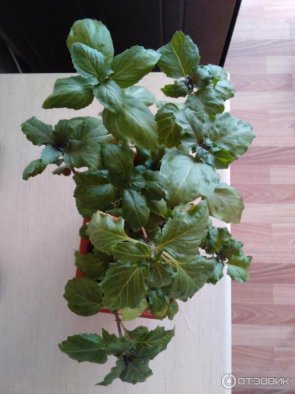 Почвенный грунт универсальный ООО НПП Альянс фото