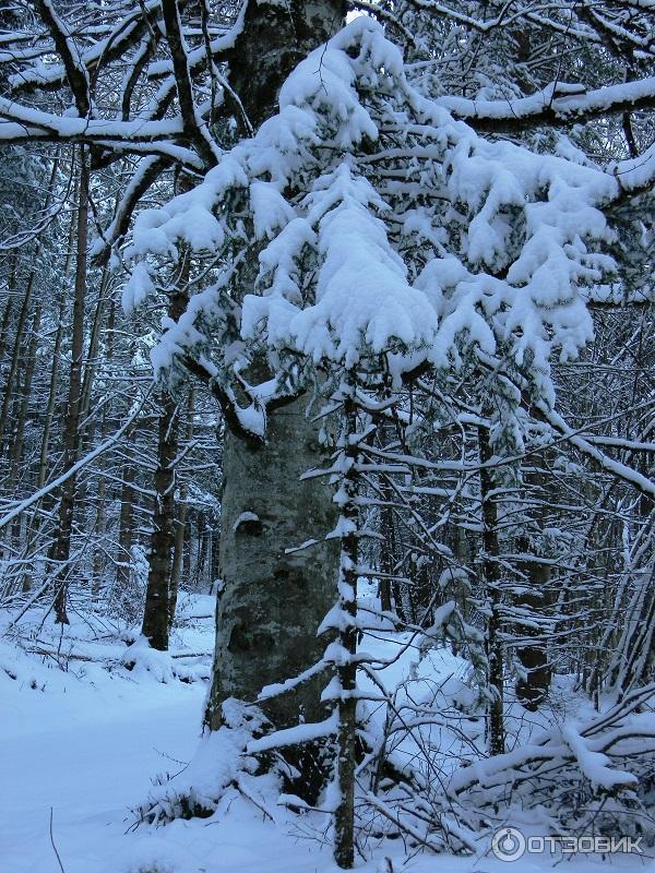 Экскурсия в Замок Нойшванштайн (Германия, Швангау) фото