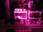 Светодиодная лампа Uniel LED для растений фото