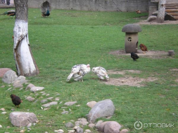 Агротуристический комплекс Коробчицы (Беларусь, Гродненская область) фото