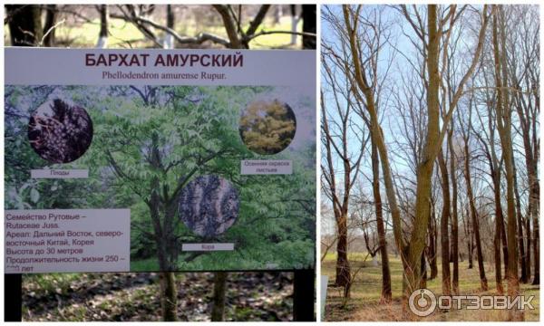 Дендрологический парк (Россия, Переславль-Залесский) фото