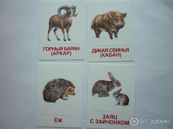 Раздаточные карточки Сфера фото