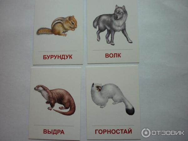 Раздаточные карточки Сфера фото