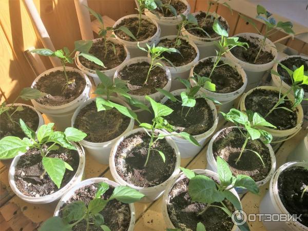 Универсальное удобрение Доброцвет на основе биогумуса фото