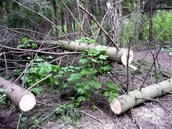 Национальный парк Лосиный Остров (Россия, Москва) фото