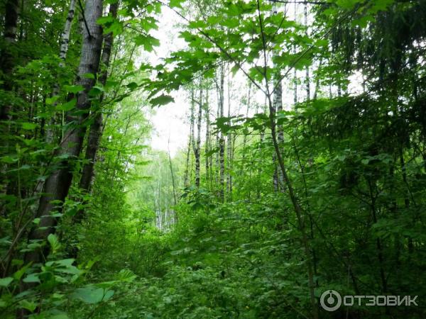 Национальный парк Лосиный Остров (Россия, Москва) фото