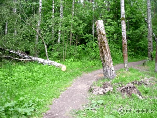 Национальный парк Лосиный Остров (Россия, Москва) фото