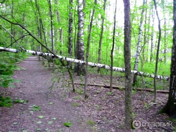 Национальный парк Лосиный Остров (Россия, Москва) фото