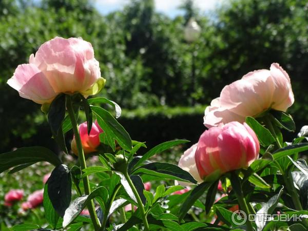 Центральный парк культуры и отдыха имени Горького (Россия, Москва) фото