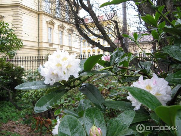 Ботанический сад (Чехия, Прага) фото