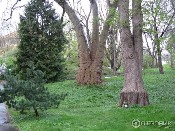 Ботанический сад (Чехия, Прага) фото