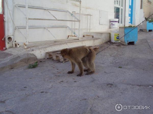 Экскурсия в г. Сусс (Тунис) фото