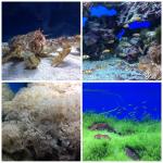 Океанариум "Морской аквариум на Чистых прудах" (Россия, Москва) фото