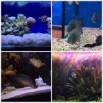 Океанариум "Морской аквариум на Чистых прудах" (Россия, Москва) фото