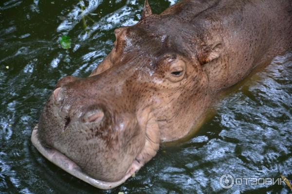 Зоопарк Khao Kheow Open Zoo (Тайланд, Паттайя) фото