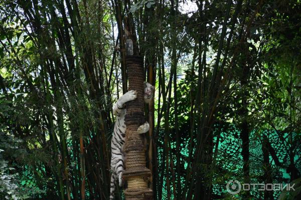 Зоопарк Khao Kheow Open Zoo (Тайланд, Паттайя) фото