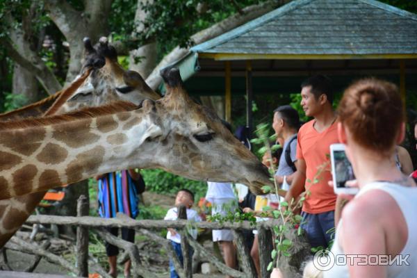 Зоопарк Khao Kheow Open Zoo (Тайланд, Паттайя) фото