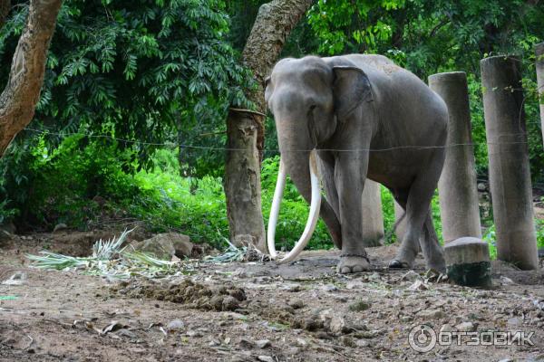 Зоопарк Khao Kheow Open Zoo (Тайланд, Паттайя) фото