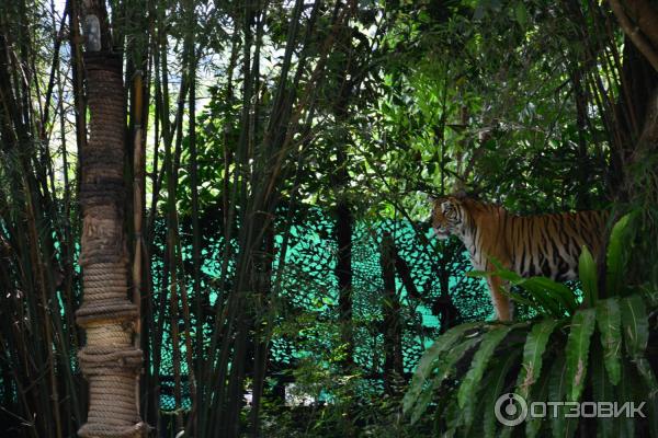 Зоопарк Khao Kheow Open Zoo (Тайланд, Паттайя) фото