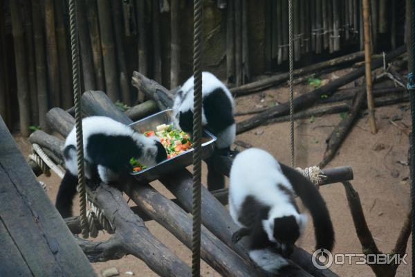 Зоопарк Khao Kheow Open Zoo (Тайланд, Паттайя) фото