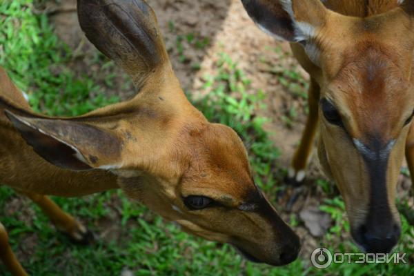 Зоопарк Khao Kheow Open Zoo (Тайланд, Паттайя) фото