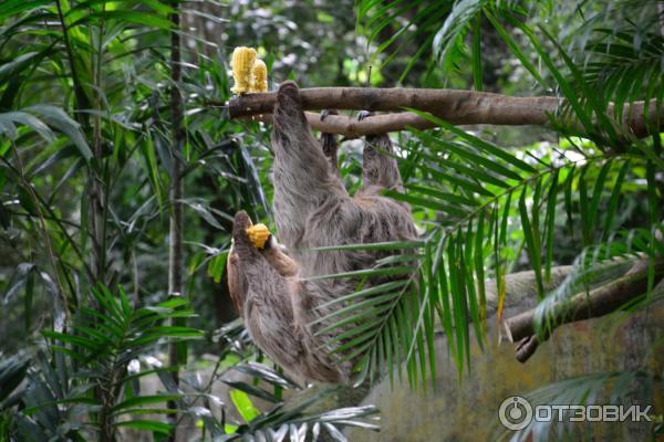 Зоопарк Khao Kheow Open Zoo (Тайланд, Паттайя) фото