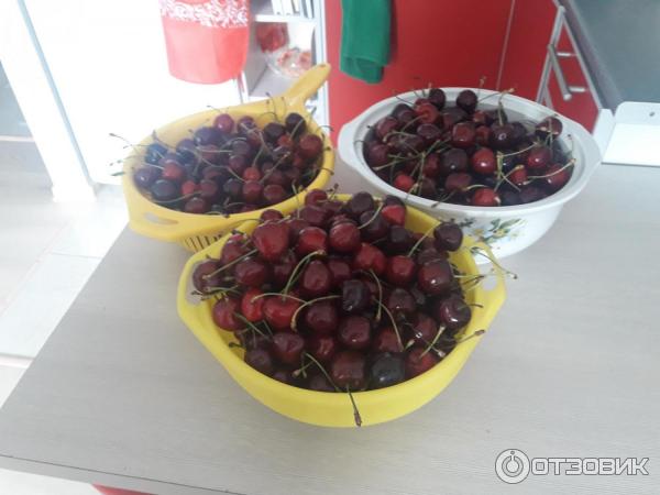 Софийская Оптовая (овощная) База фото
