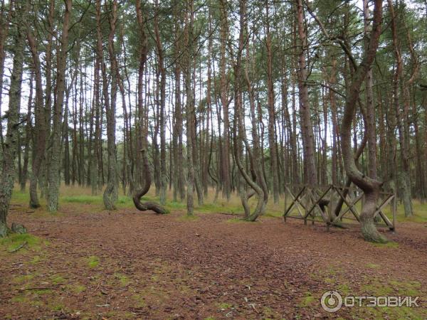 Пункт Танцующий лес экскурсии от туристической фирмы Юнона