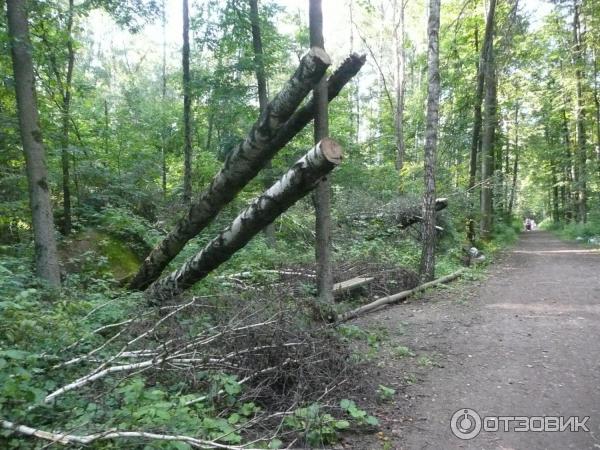 Национальный парк Лосиный Остров (Россия, Москва) фото