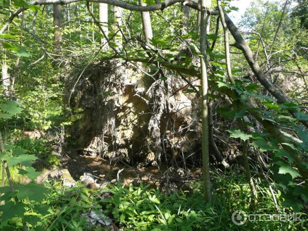 Национальный парк Лосиный Остров (Россия, Москва) фото